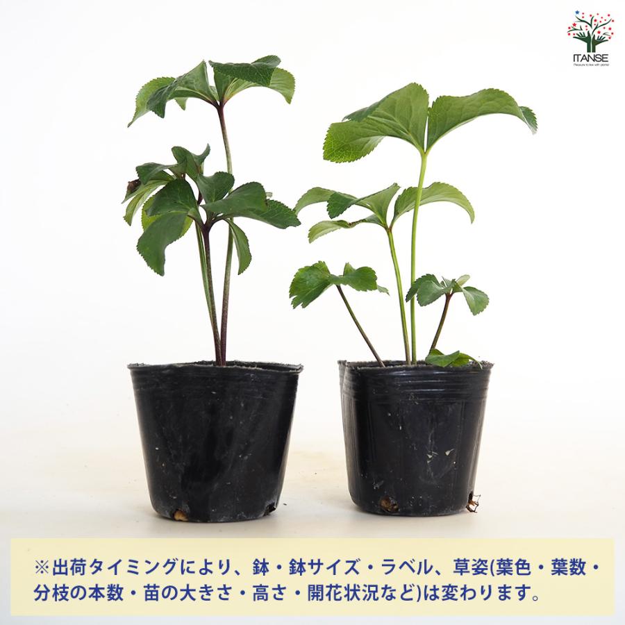クリスマスローズ ダブル咲きMIX 花苗 3号/お買い得3個セット