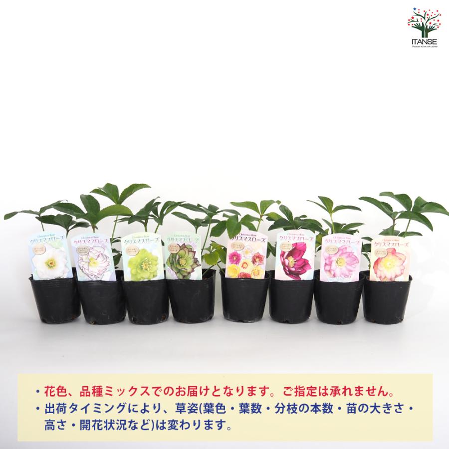 クリスマスローズ ダブル咲きMIX 花苗 3号/お買い得3個セット