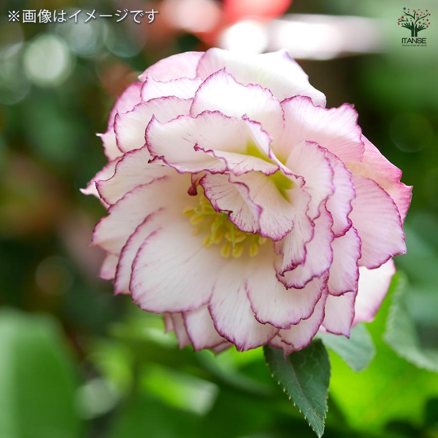 クリスマスローズ ダブル咲きMIX 花苗 3号/お買い得3個セット