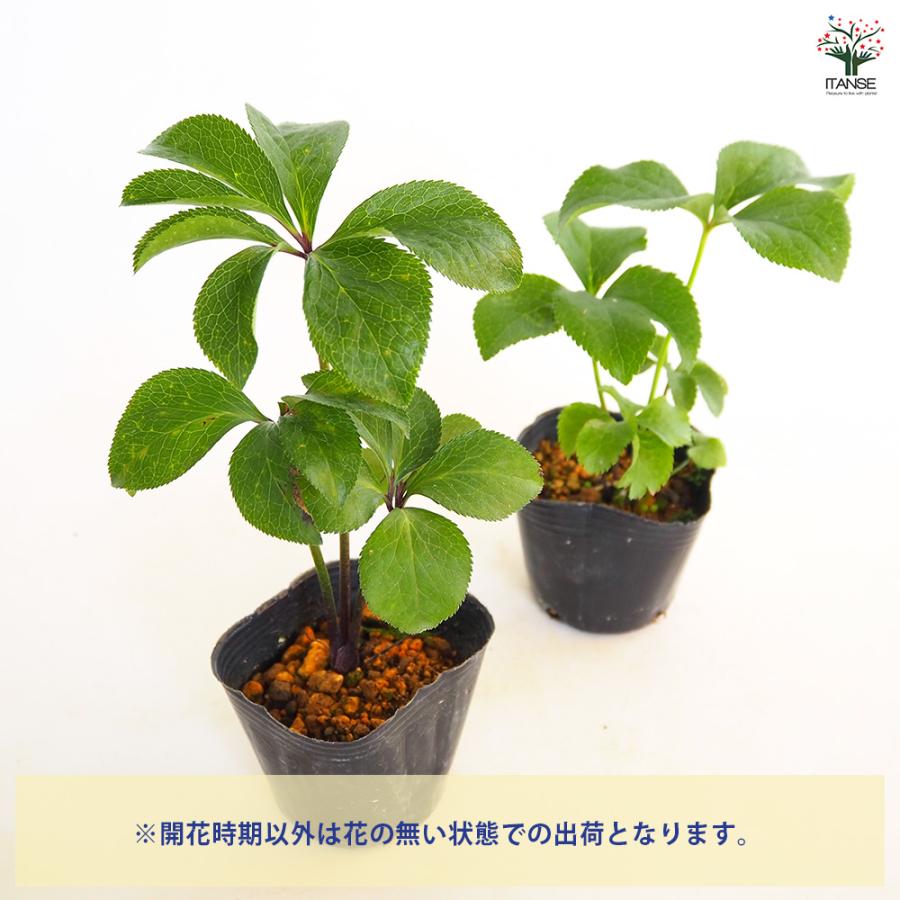 クリスマスローズ ダブル咲きMIX 花苗 3号/お買い得4個セット