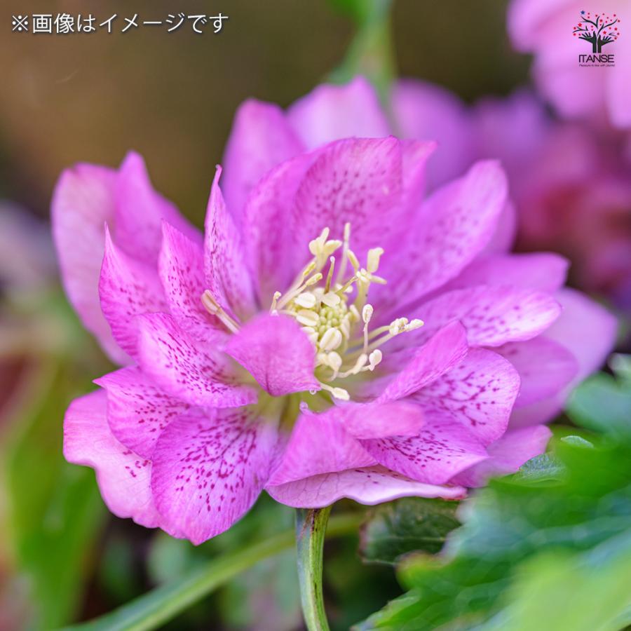 クリスマスローズ ダブル咲きMIX 花苗 3号/お買い得4個セット