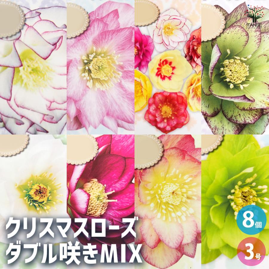 クリスマスローズ 8苗セット クリスマスローズ苗セット ssチベタヌス3