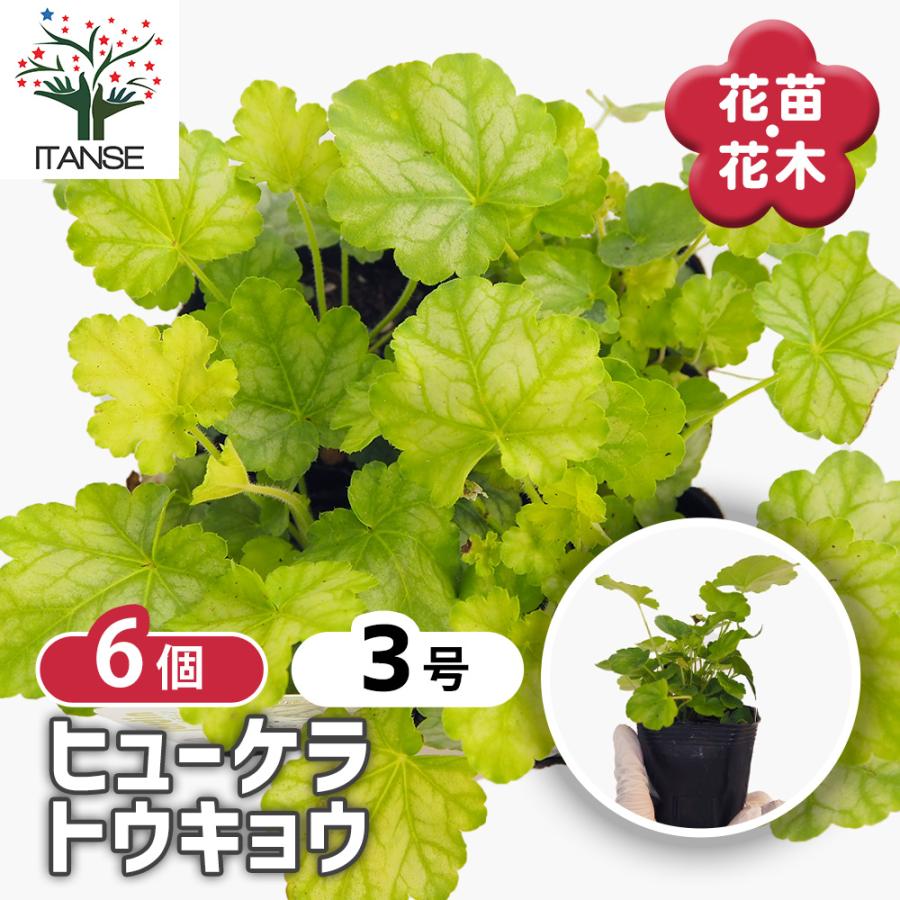 ヒューケラ トウキョウ 花苗 3号/お買い得6個セット ひゅーけら お花