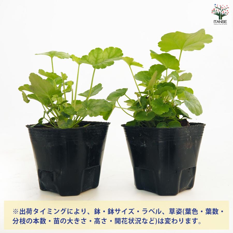 ヒューケラ トウキョウ 花苗 3号/お買い得6個セット ひゅーけら お花