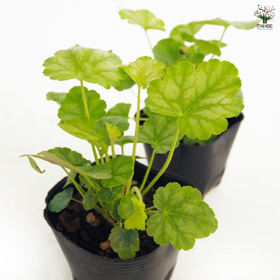 ヒューケラ トウキョウ 花苗 3号/お買い得6個セット ひゅーけら お花