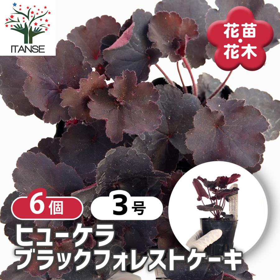 ヒューケラ ブラックフォレストケーキ 花苗 3号/お買い得6個セット ひ