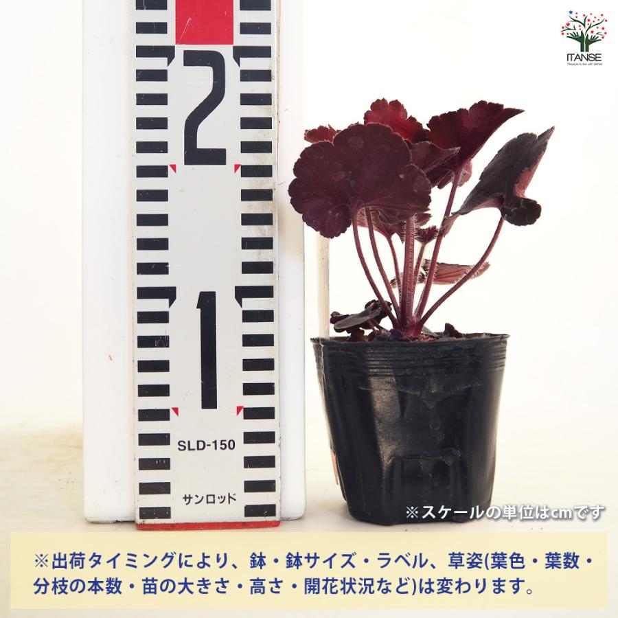 【特価商品】ヒューケラ ミラノ 3号 6個セット 黒 シルバー系 花苗 カラーリ ヒューケラ ブラックフォレストケーキ 花苗 3号/お買い得6個セット ひ