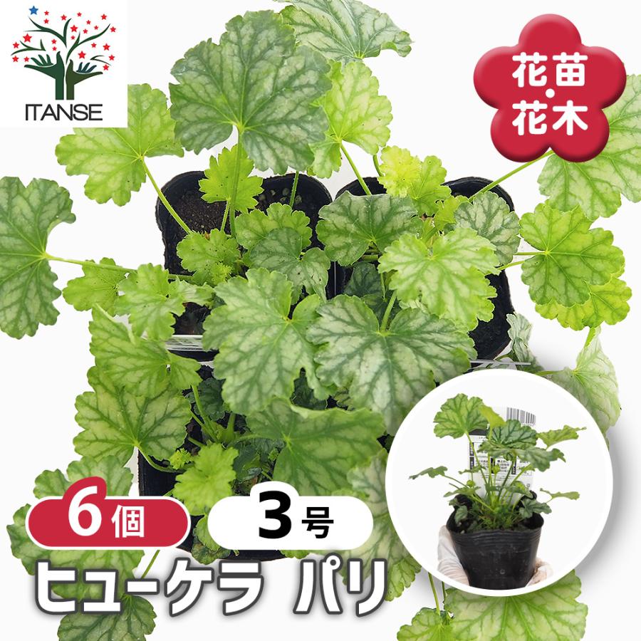 ヒューケラ パリ 花苗 3号/お買い得6個セット ひゅーけら お花 宿根草
