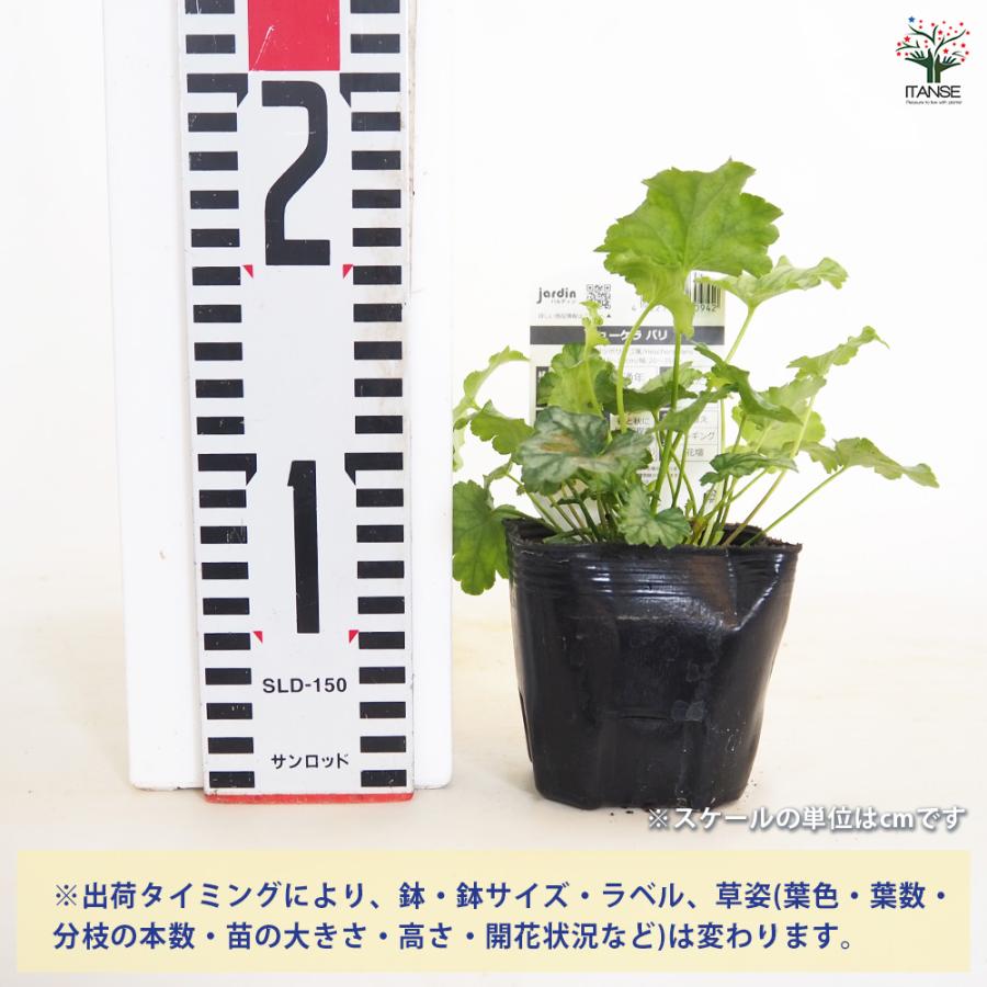 ヒューケラ パリ 花苗 3号/お買い得6個セット ひゅーけら お花 宿根草