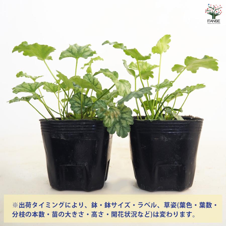 ヒューケラ パリ 花苗 3号/お買い得6個セット ひゅーけら お花 宿根草