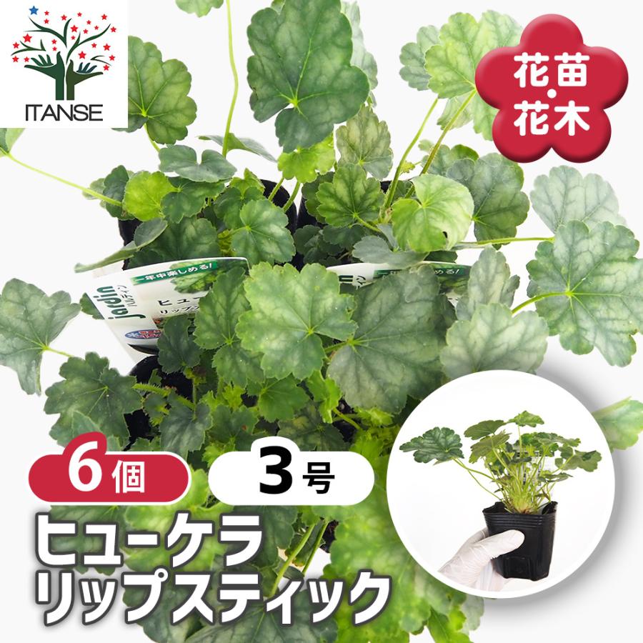 ヒューケラ リップスティック 花苗 3号/お買い得6個セット ひゅーけら