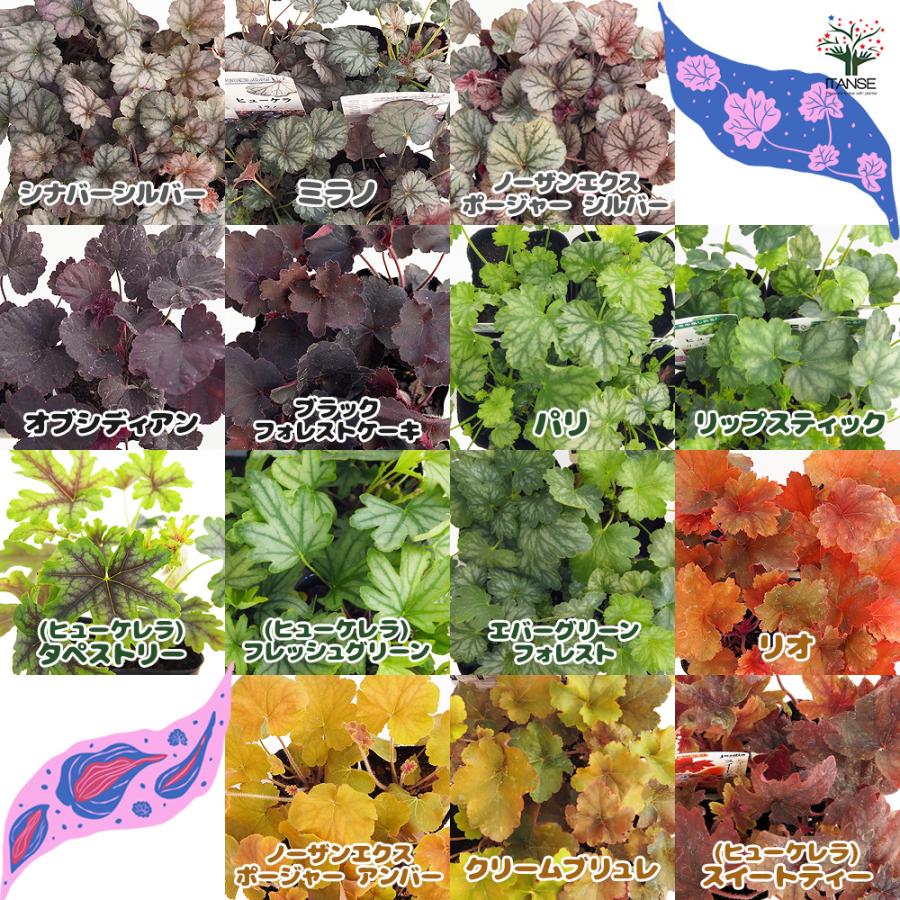 ポーチュラカ 24ポットミックス 花苗セット ポーチュラカ 24ポット