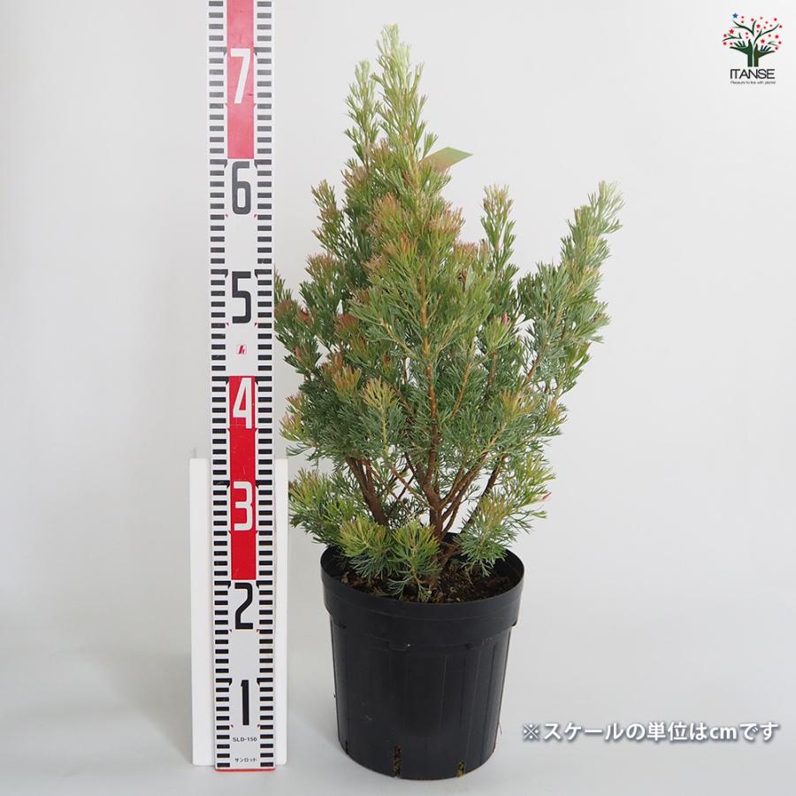 アデナンサス カニングハミー 花木苗 7号/1個売り Adenanthos Albany