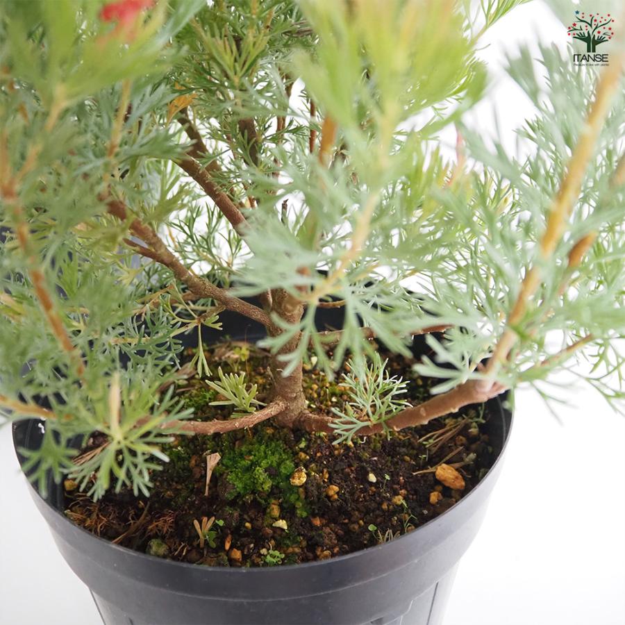 アデナンサス カニングハミー 花木苗 7号/1個売り Adenanthos Albany