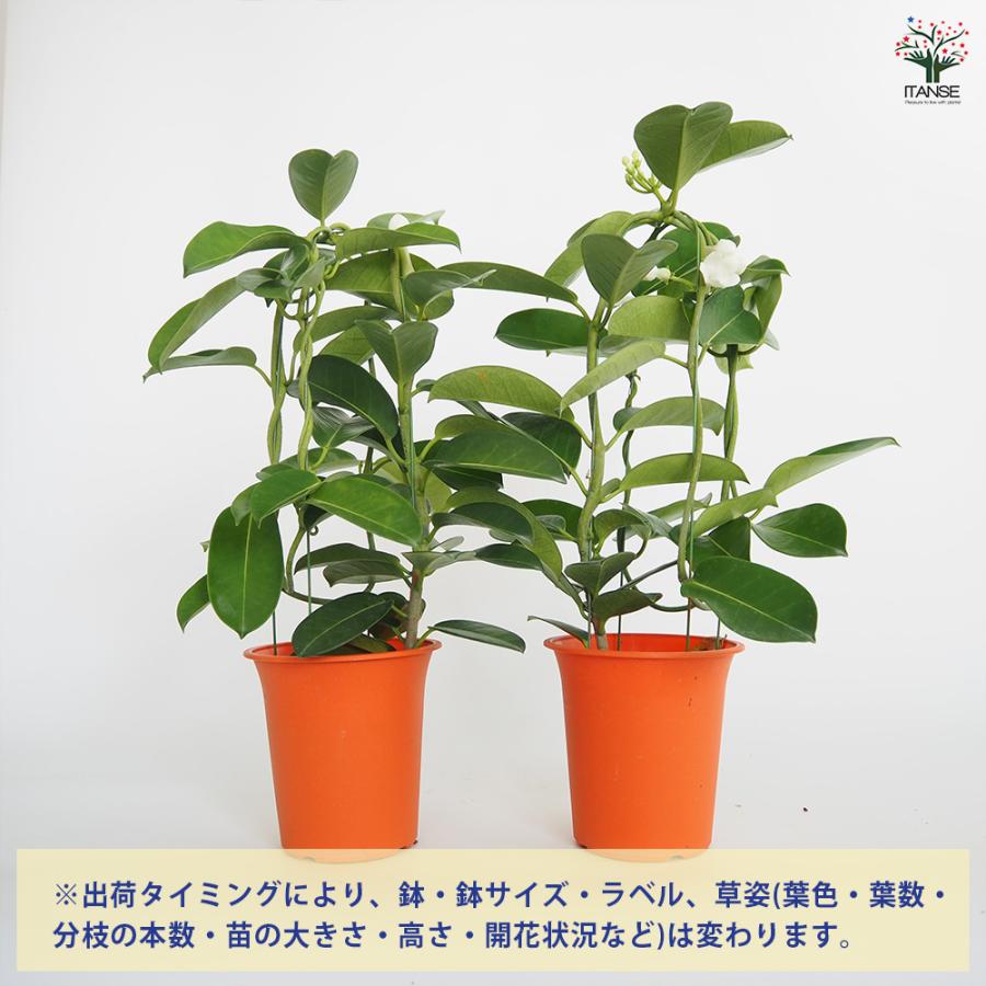 マダガスカルジャスミン 花木苗 4号/1個売り トレリス 熱帯植物