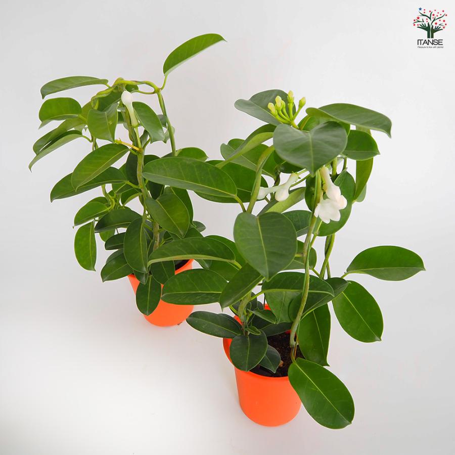 マダガスカルジャスミン 花木苗 4号/1個売り トレリス 熱帯植物