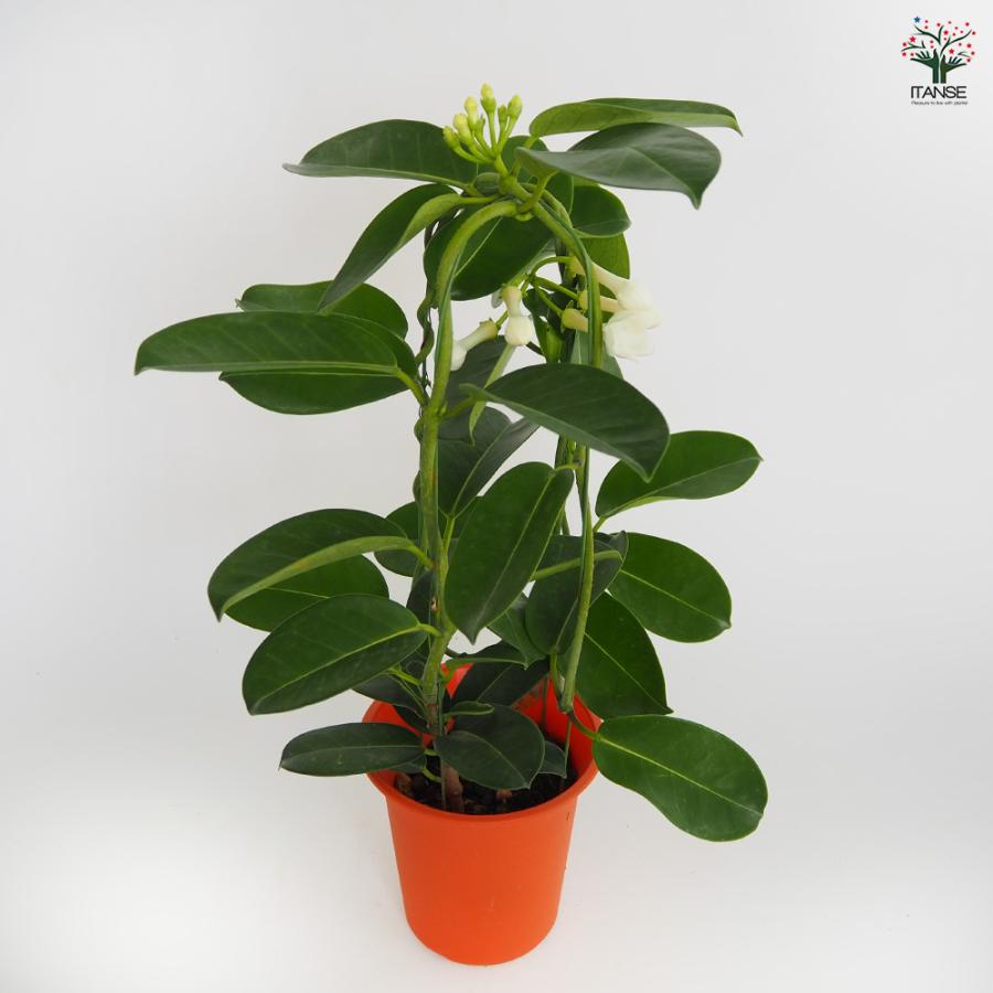 マダガスカルジャスミン 花木苗 4号/1個売り トレリス 熱帯植物