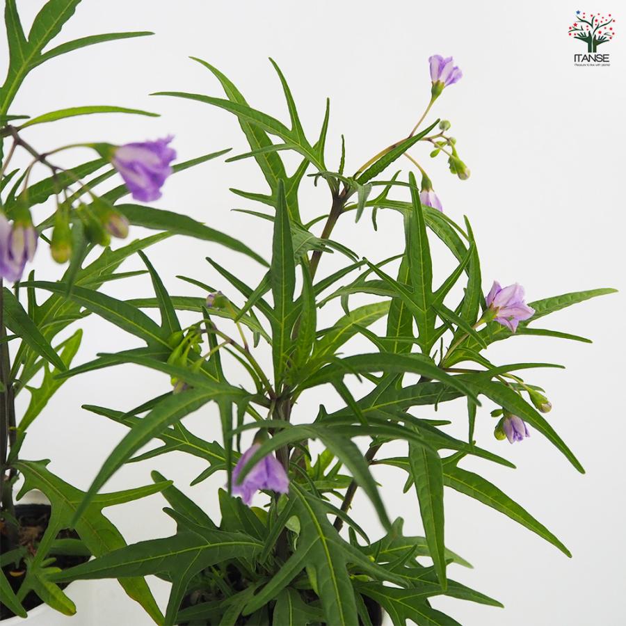 紫宝華 花苗 4.5号/1個売り リララム ナシニアチウム ソラナム