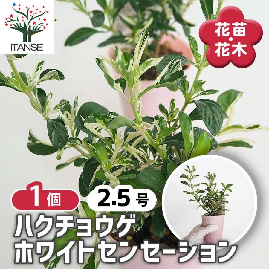 ハクチョウゲ ホワイトセンセーション 花木苗 2.5号/1個売り 白丁花 半