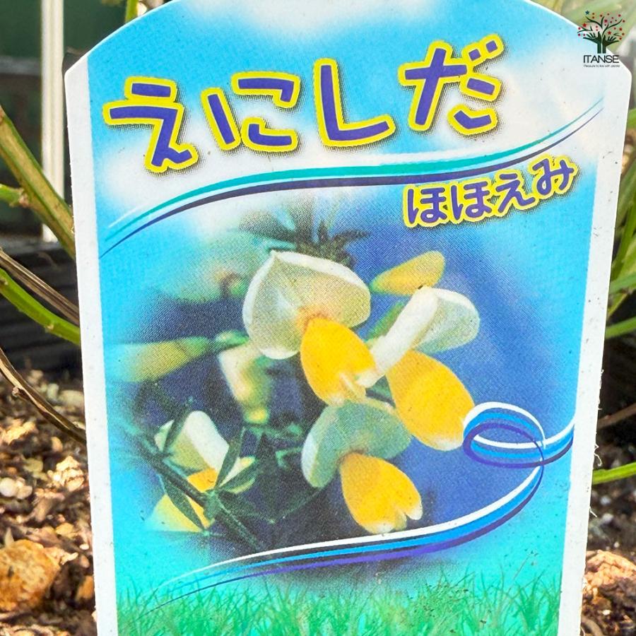 エニシダ ほほえみ 花木苗 6号/1個売り 花木の苗 花苗 花の苗 花 苗