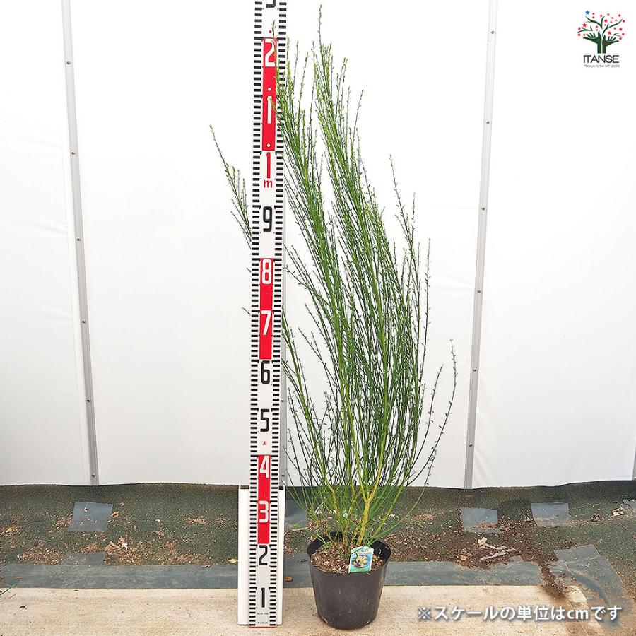 エニシダ ほほえみ 花木苗 6号/1個売り 花木の苗 花苗 花の苗 花 苗