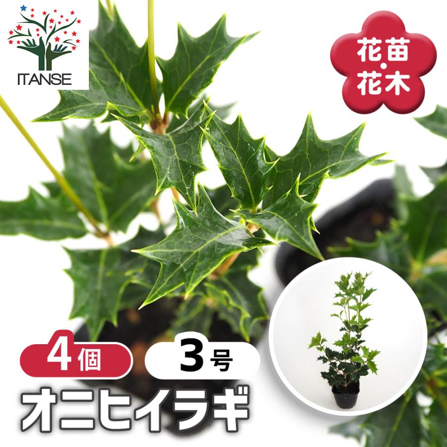 オニヒイラギ10本セット ペンズさん専用 オニヒイラギ 花木苗 3号/お買い得4個セット 鬼柊 魔よけの木 常緑