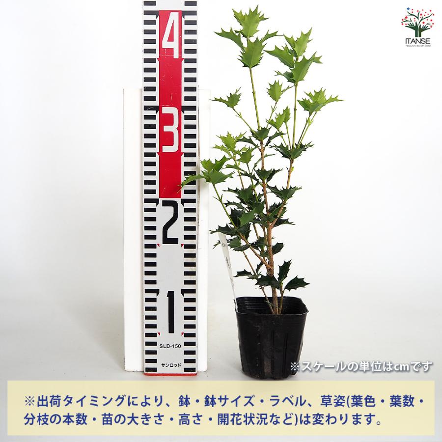 オニヒイラギ 花木苗 3号/お買い得4個セット 鬼柊 魔よけの木 常緑
