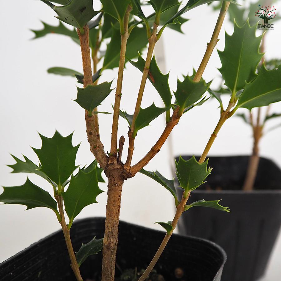 オニヒイラギ 花木苗 3号/お買い得4個セット 鬼柊 魔よけの木 常緑