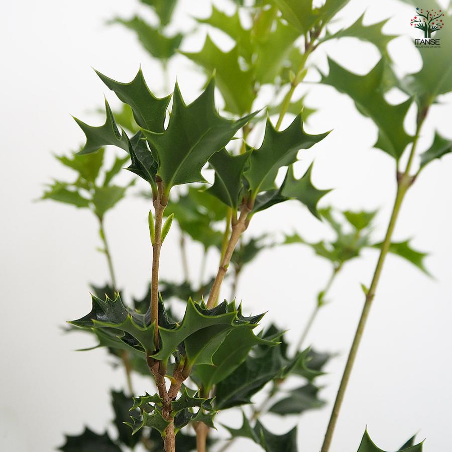 オニヒイラギ 花木苗 3号/お買い得4個セット 鬼柊 魔よけの木 常緑