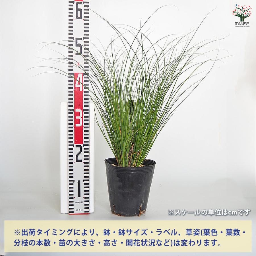 カレックス キウイ 花苗 5号/1個売り カラーリーフ 草の苗 草 苗