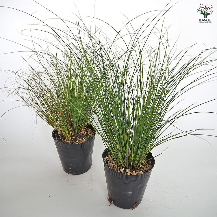 カレックス キウイ 花苗 5号/1個売り カラーリーフ 草の苗 草 苗