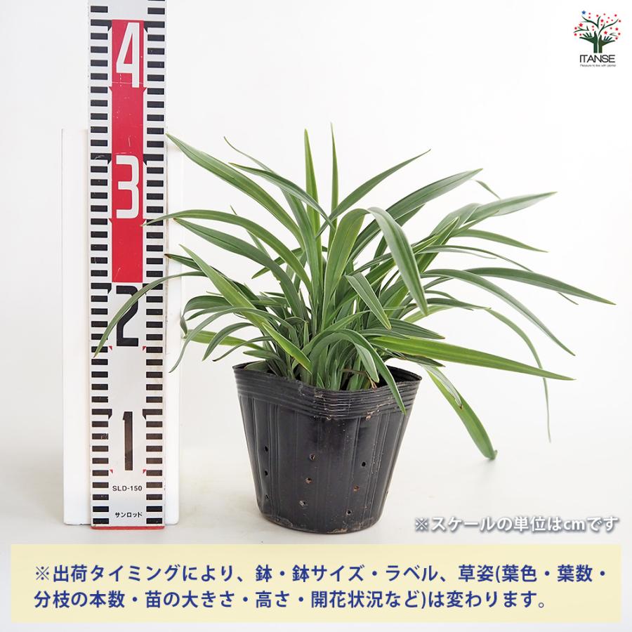 ディアネラ シルバーフォックス 花苗 5号/1個売り お花の苗 花 生け花