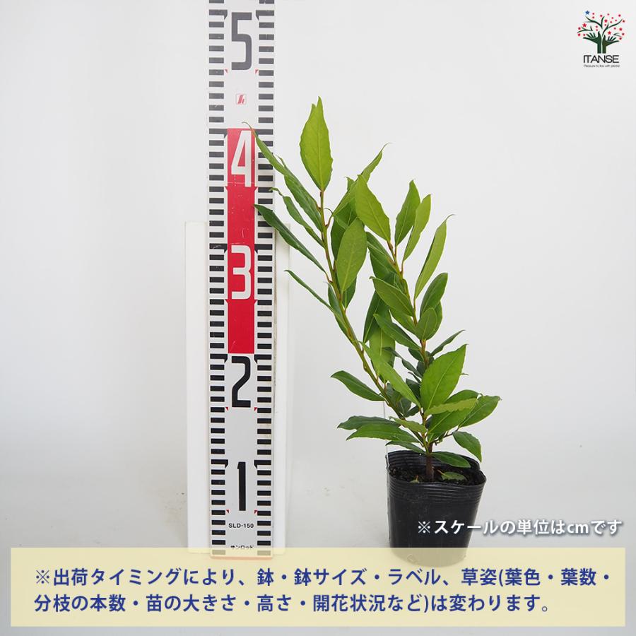 月桂樹の若木 先だつもの月桂樹 花木苗 3.5号/お買い得6個仕かける 月桂樹の苗 月桂樹苗 月桂樹若木 ゲッケイジュ 若木 置き目リエ ローレル 常緑天然木
