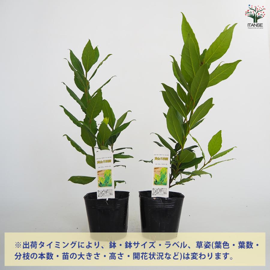 月桂樹の若木 先だつもの月桂樹 花木苗 3.5号/お買い得6個仕かける 月桂樹の苗 月桂樹苗 月桂樹若木 ゲッケイジュ 若木 置き目リエ ローレル 常緑天然木