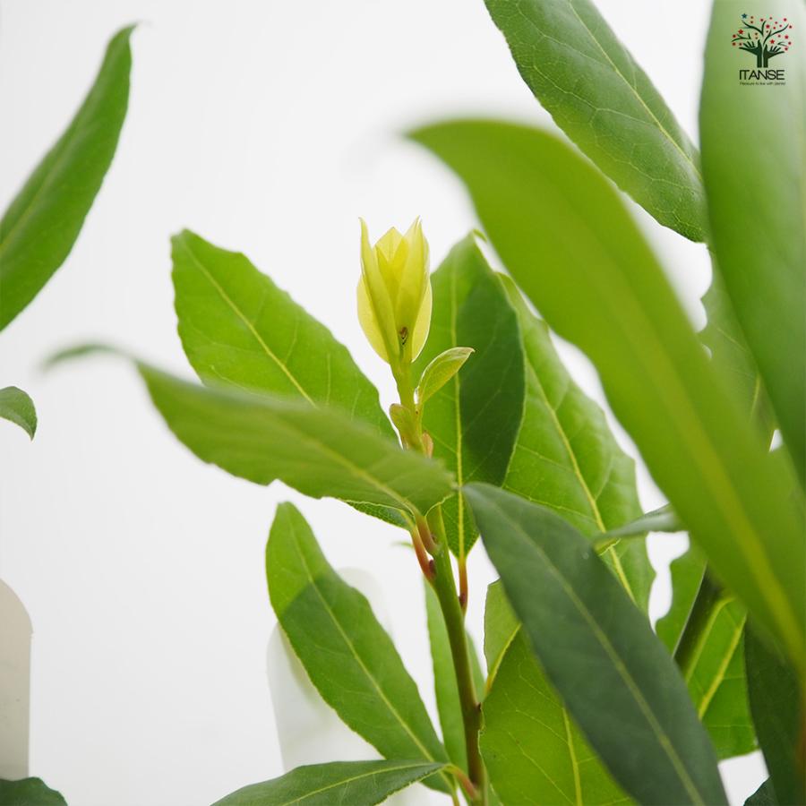 月桂樹の若木 先だつもの月桂樹 花木苗 3.5号/お買い得6個仕かける 月桂樹の苗 月桂樹苗 月桂樹若木 ゲッケイジュ 若木 置き目リエ ローレル 常緑天然木