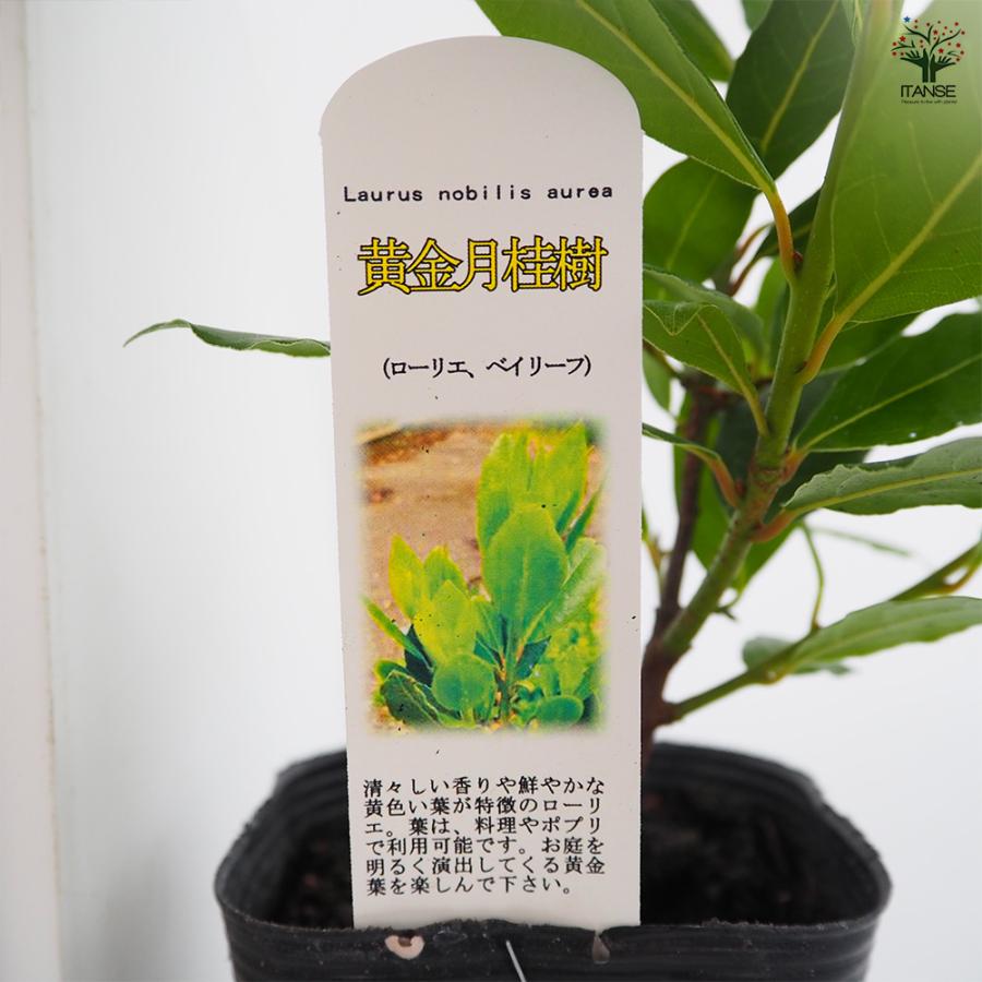 月桂樹の若木 先だつもの月桂樹 花木苗 3.5号/お買い得6個仕かける 月桂樹の苗 月桂樹苗 月桂樹若木 ゲッケイジュ 若木 置き目リエ ローレル 常緑天然木