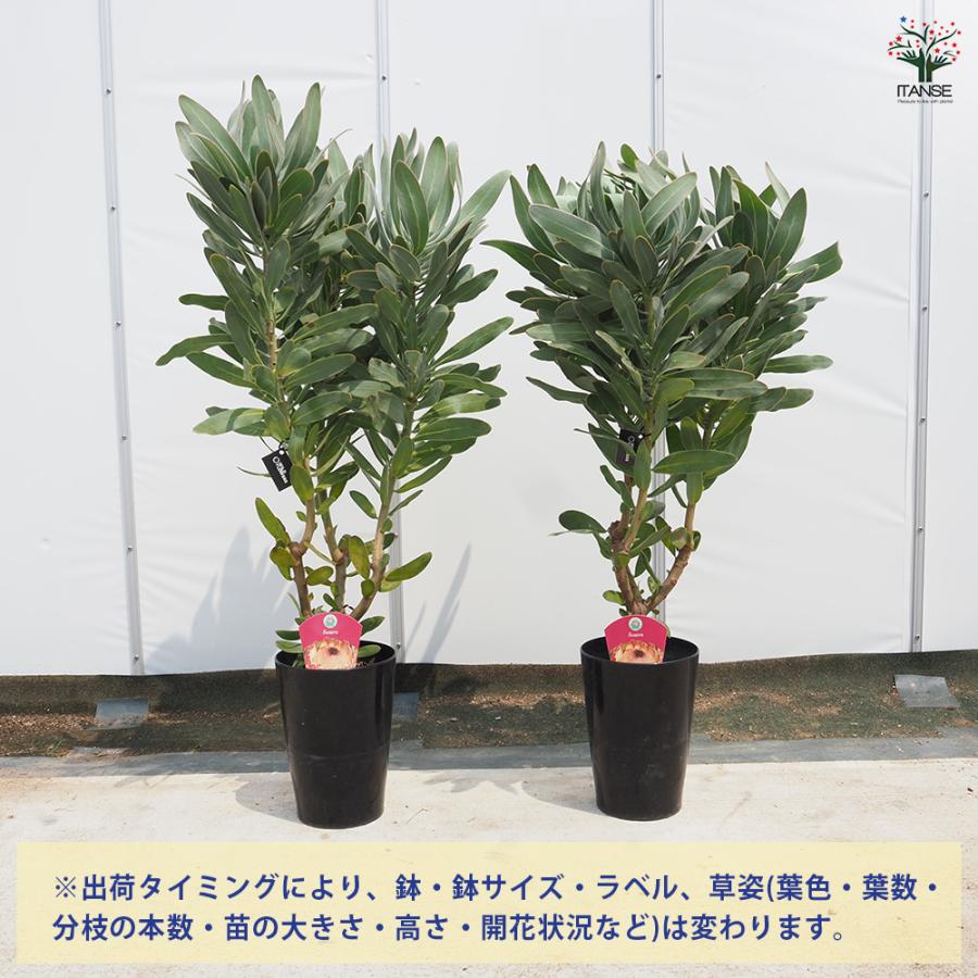 プロテア スサラ 花木苗 6号/1個売り 美しく彩られた大型の総苞の豪華