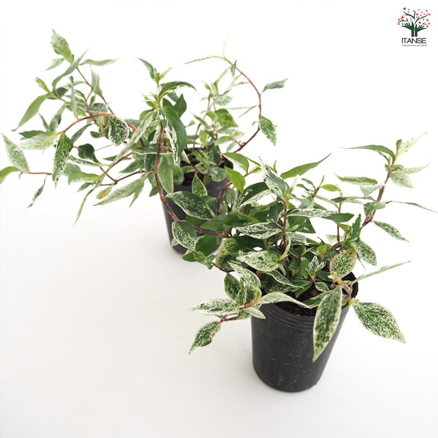 ペルシカリア 雪桜 花苗 2.5号/お買い得9個セット 耐寒性 宿根草