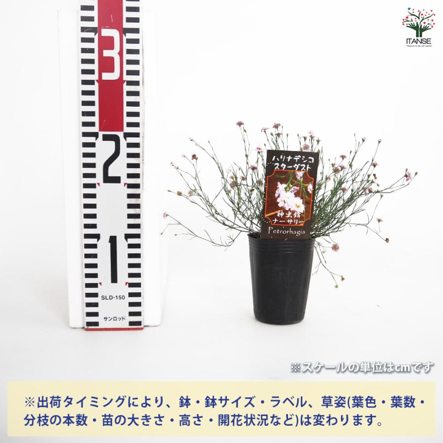 ハリナデシコ はやりっ子砂ぼこり 花苗 2.5号/お買い得9個仕かける 半耐寒性 一年草 お花の苗 花 活け花 切花 切り花 花木 庭木 庭 運動場 室内