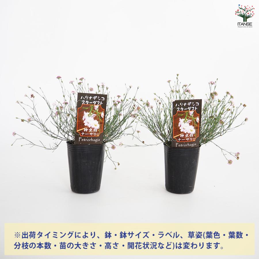 ハリナデシコ はやりっ子砂ぼこり 花苗 2.5号/お買い得9個仕かける 半耐寒性 一年草 お花の苗 花 活け花 切花 切り花 花木 庭木 庭 運動場 室内