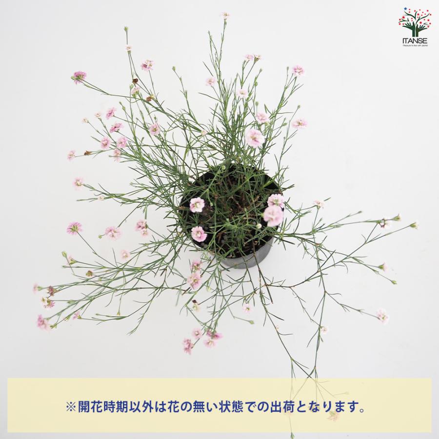 ハリナデシコ はやりっ子砂ぼこり 花苗 2.5号/お買い得9個仕かける 半耐寒性 一年草 お花の苗 花 活け花 切花 切り花 花木 庭木 庭 運動場 室内