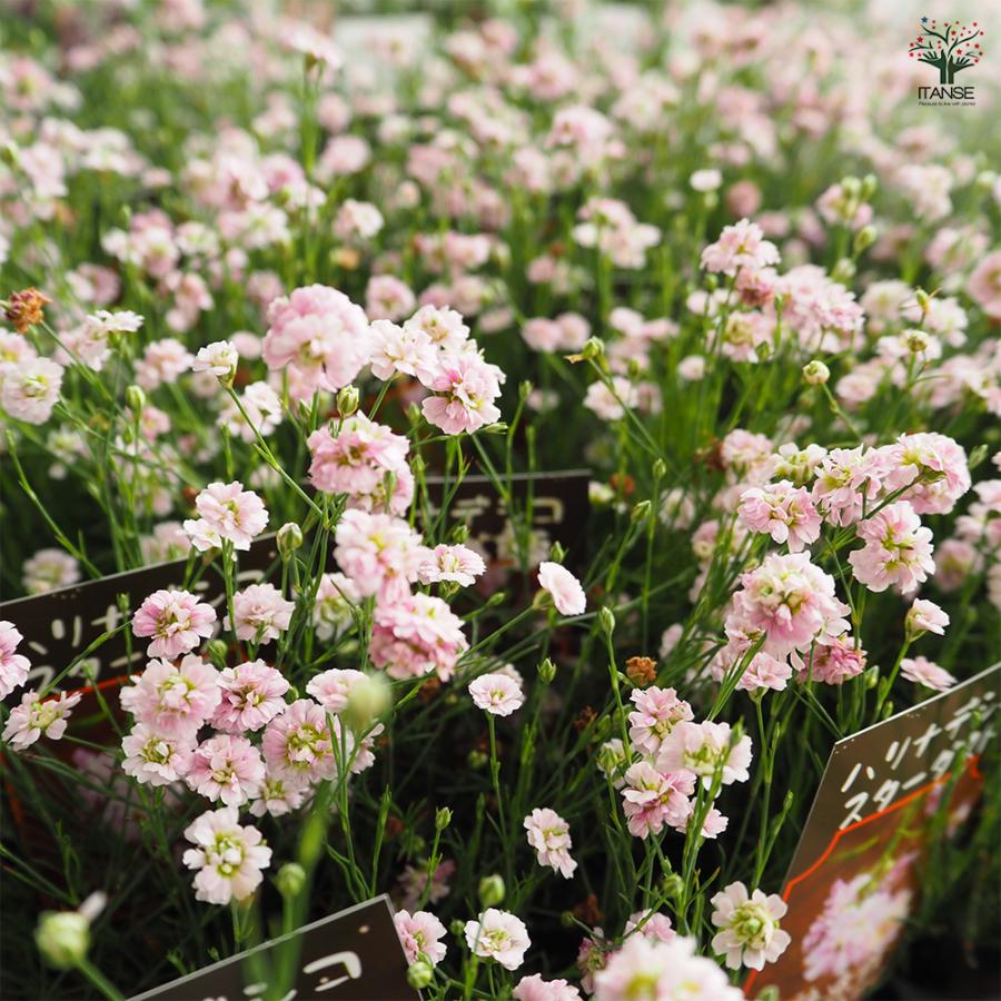 ハリナデシコ はやりっ子砂ぼこり 花苗 2.5号/お買い得9個仕かける 半耐寒性 一年草 お花の苗 花 活け花 切花 切り花 花木 庭木 庭 運動場 室内