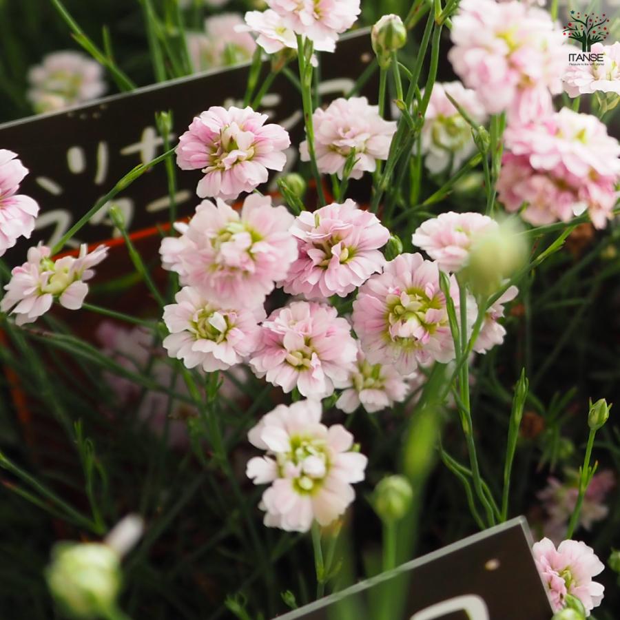 ハリナデシコ はやりっ子砂ぼこり 花苗 2.5号/お買い得9個仕かける 半耐寒性 一年草 お花の苗 花 活け花 切花 切り花 花木 庭木 庭 運動場 室内