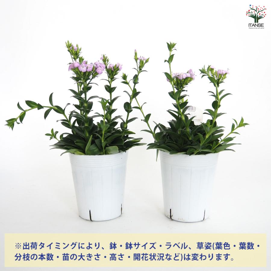 フジナデシコ サマーラベンダー 花苗 3.5号/1個売り 耐寒性 多年草