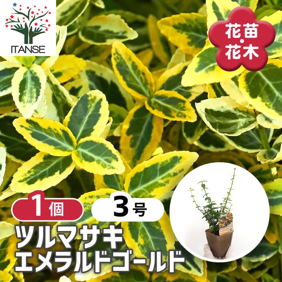ツルマサキ エメラルドゴールド 花木苗 3号/1個売り シンボルツリー