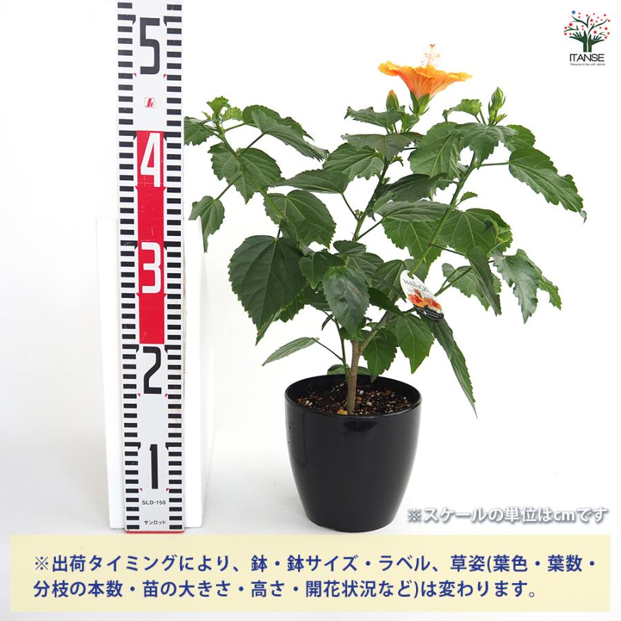 ぱぱさん専用 / Floraison さくら蜜 240g | 茨木養蜂園のショップサイト