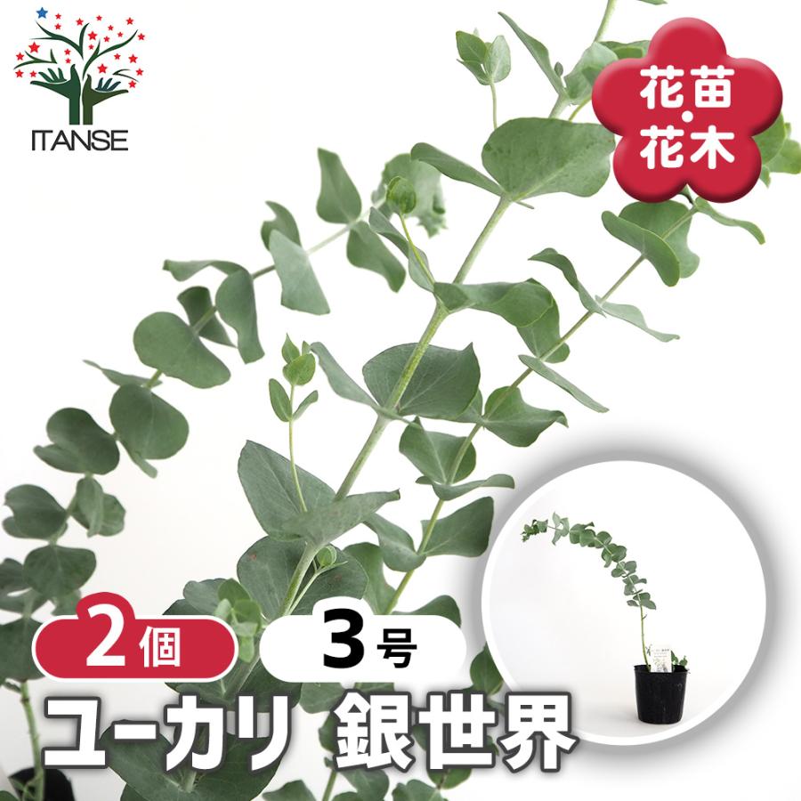ユーカリ 銀世界 花木苗 3号/お買い得2個セット ユーカリの苗 ユーカリ 