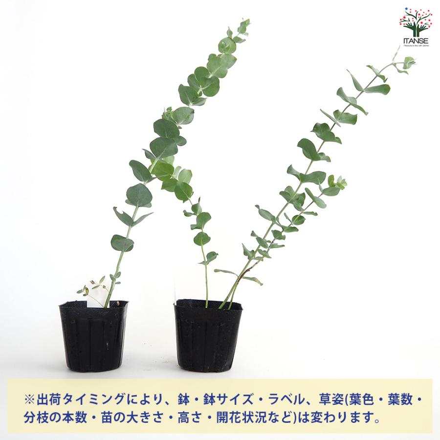 現品、ユーカリの大苗※銀世界　花付きなのでレアです！　少しお値引き出来ます ユーカリ 銀世界 【花木苗 3号】｜ 【植物のITANSE】全品送料