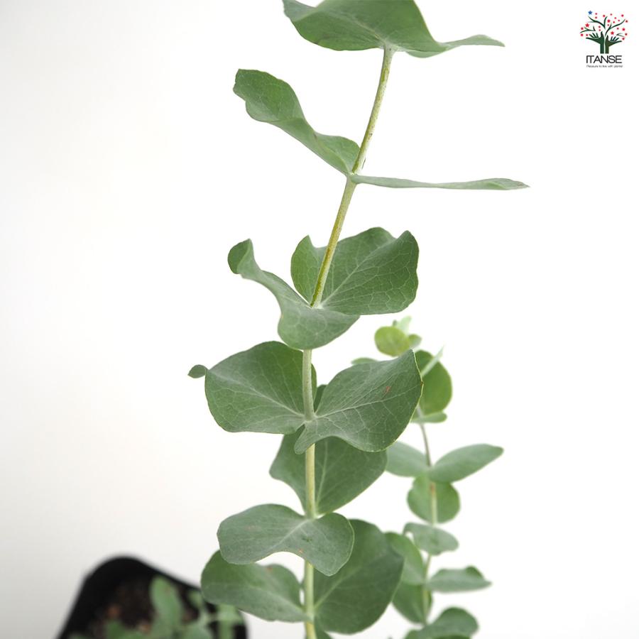 ユーカリさま　3苗 ユーカリさま 3苗