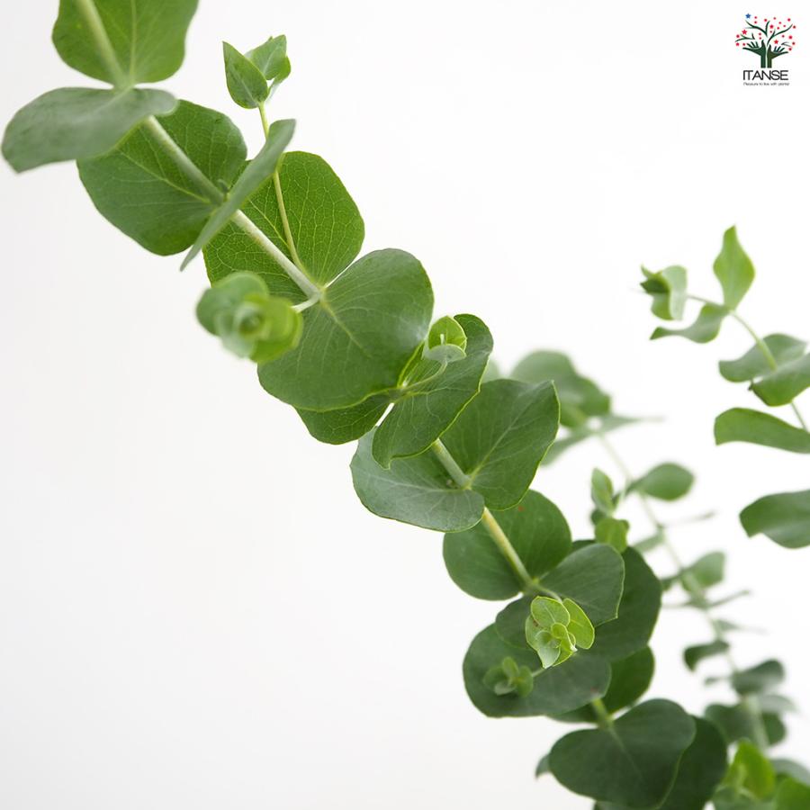 ユーカリさま　3苗 ユーカリ 銀世界 花木苗 3号/お買い得2個セット ユーカリの苗